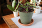 Purple Waffle Plant - Live Plant in a 4 Inch Pot - Hemigraphis Alternata - Rare and Elegant Indoor Houseplant