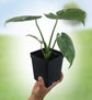 Thai Constellation Monstera - Live Plant in a 4 Inch Nursery Pot - Houseplant Connoisseur Collection - Monstera deliciosa &