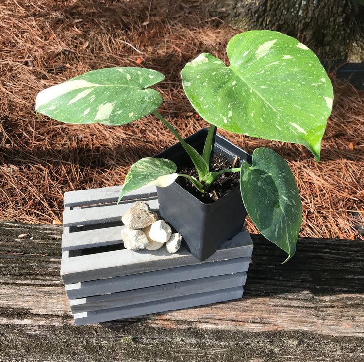 Thai Constellation Monstera - Live Plant in a 4 Inch Nursery Pot - Monstera  deliciosa 'Thai Constellation' - Extremely Rare Indoor Houseplant