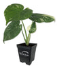Thai Constellation Monstera - Live Plant in a 4 Inch Nursery Pot - Houseplant Connoisseur Collection - Monstera deliciosa &
