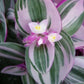 Tradescantia Nanouk Wandering Jew - Live Plant in a 4 Inch Pot - Tradescantia Albiflora &