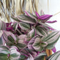 Tradescantia Nanouk Wandering Jew - Live Plant in a 4 Inch Pot - Tradescantia Albiflora &