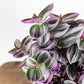 Tradescantia Nanouk Wandering Jew - Live Plant in a 4 Inch Pot - Tradescantia Albiflora &