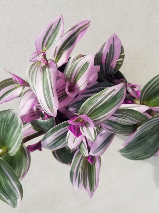 Tradescantia Nanouk Wandering Jew - Live Plant in a 4 Inch Pot - Tradescantia Albiflora &