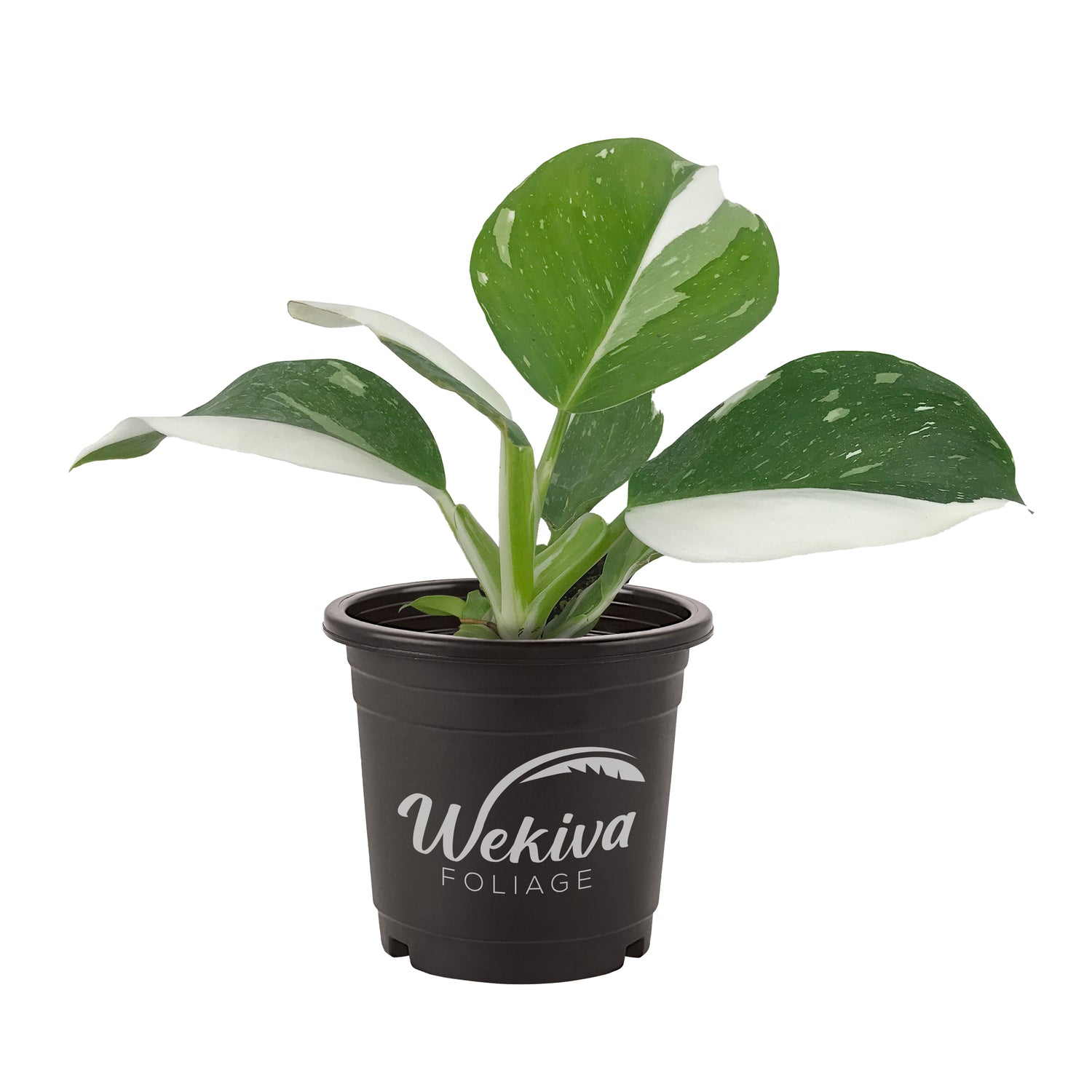 philodendron wg White Wizard Philodendron - Live Plant in a 4 Inch Nursery Pot