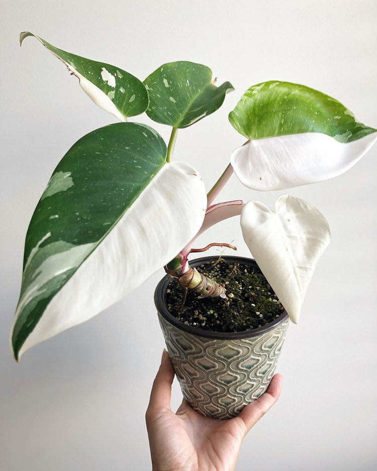 philodendron white knight moss pole White Knight Philodendron - Live Plant in a 4 Inch Nursery Pot