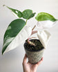 White Wizard Philodendron - Live Plant in a 4 Inch Nursery Pot - Philodendron Erubescens ‘White Wizard ’ - Extremely Rare Indoor Houseplant