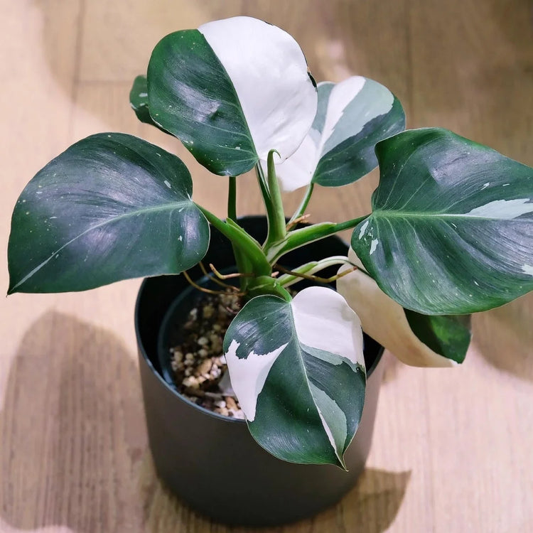 white wizard philodendron care White Wizard Philodendron - Live Plant in a 4 Inch Nursery Pot