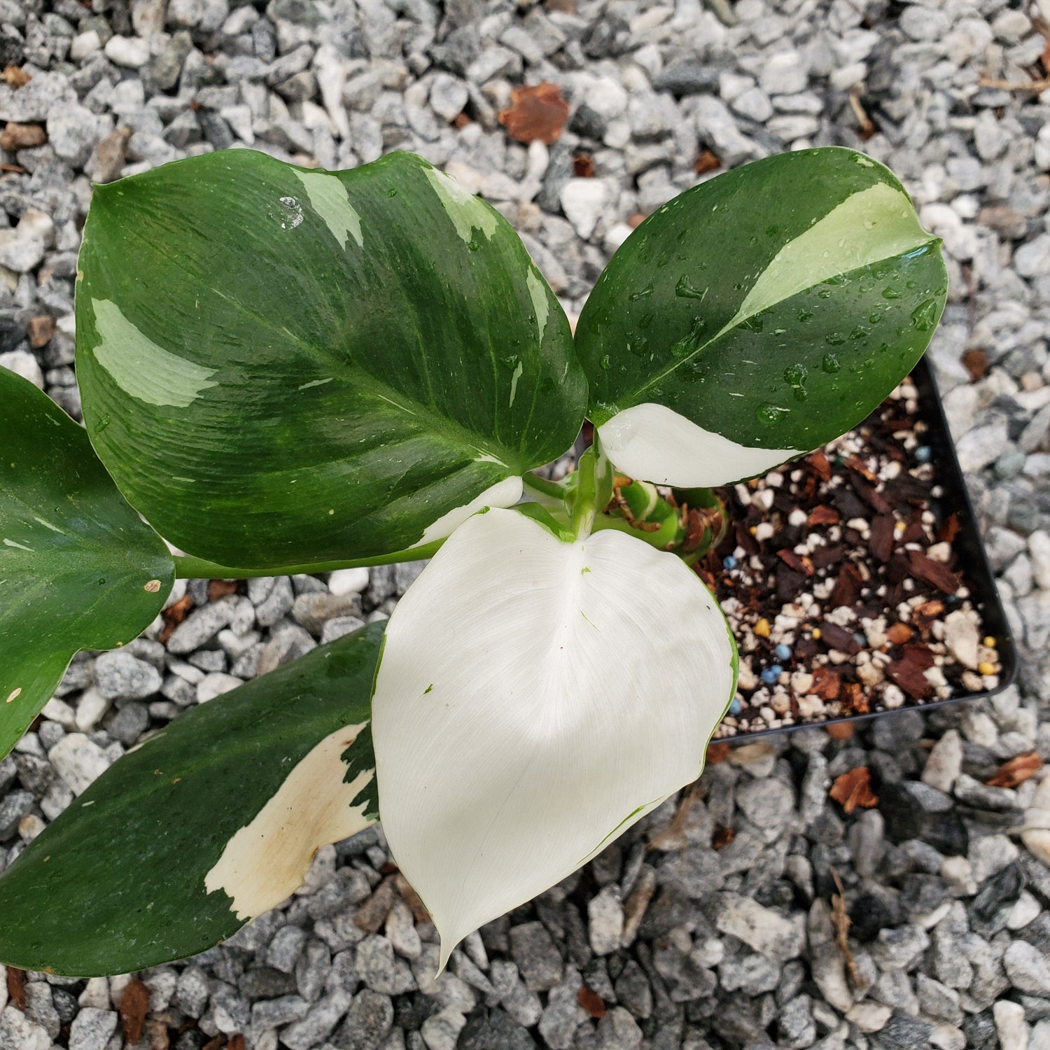 white wizard philodendron care White Wizard Philodendron - Live Plant in a 4 Inch Nursery Pot