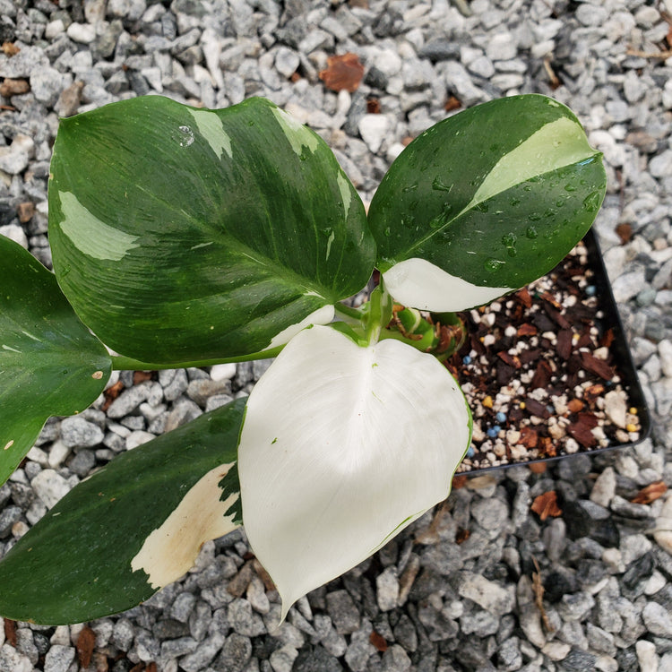 philodendron white wizard ebay White Wizard Philodendron - Live Plant in a 4 Inch Nursery Pot
