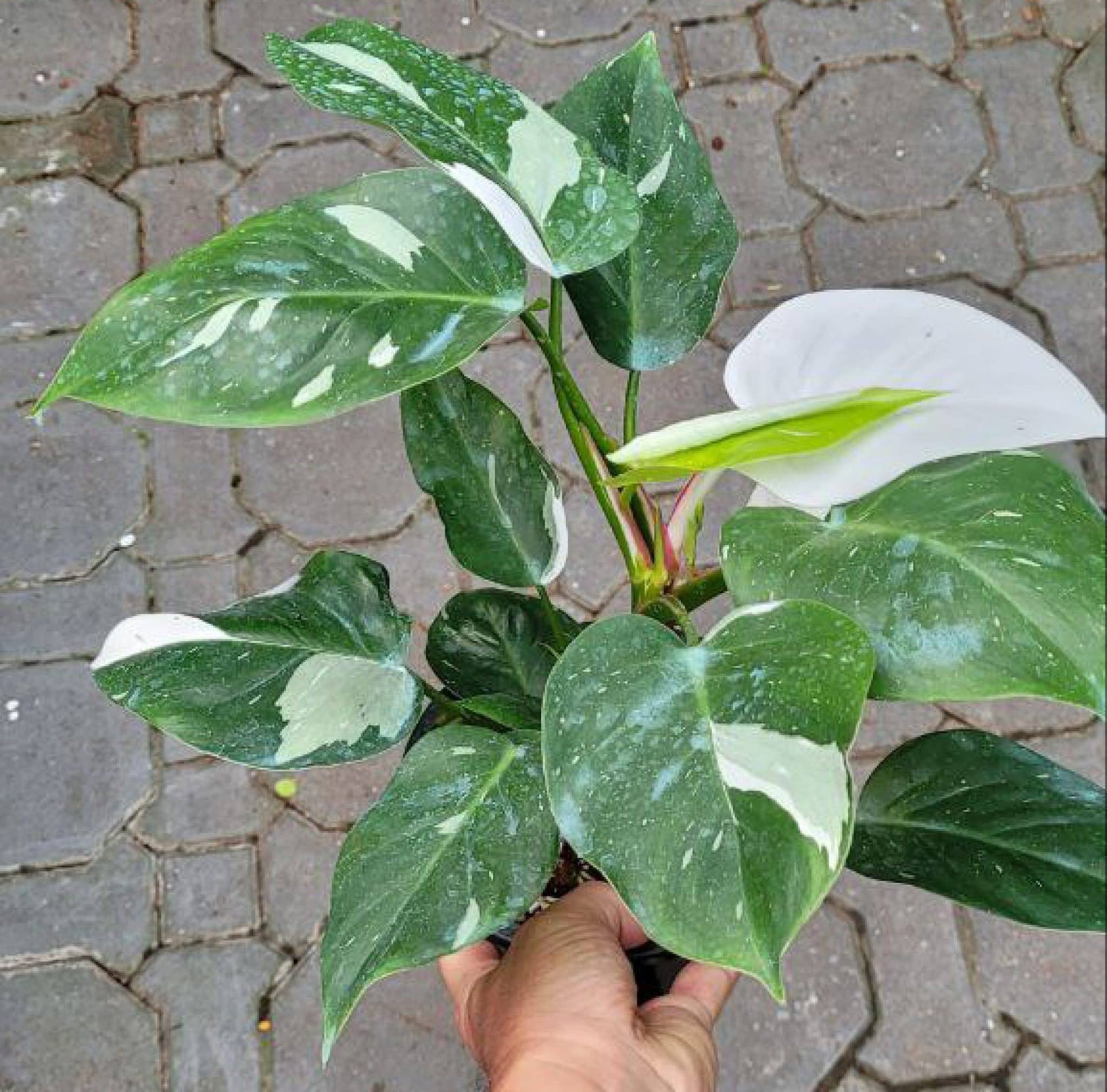 philodendron white wizard ebay White Wizard Philodendron - Live Plant in a 4 Inch Nursery Pot