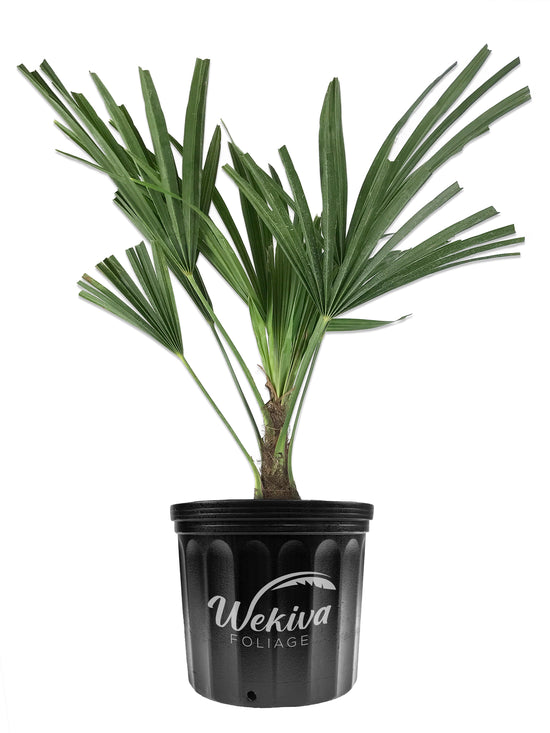 Windmill Palm - Live Plant in a 10 Inch Growers Pot - Trachycarpus Fortunei - Hardy Palm from Florida