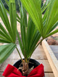 Windmill Palm - Live Plant in a 10 Inch Growers Pot - Trachycarpus Fortunei - Hardy Palm from Florida