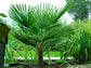 Windmill Palm - Live Plant in a 10 Inch Growers Pot - Trachycarpus Fortunei - Hardy Palm from Florida