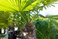 Windmill Palm - Live Plant in a 10 Inch Growers Pot - Trachycarpus Fortunei - Hardy Palm from Florida
