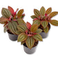 Medinilla Plant - 3 Live Starter Plants - Florist Quality Beautiful Easy Care Indoor Outdoor Tree