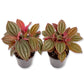 Medinilla Plant - 2 Live Starter Plants - Florist Quality Beautiful Easy Care Indoor Outdoor Tree