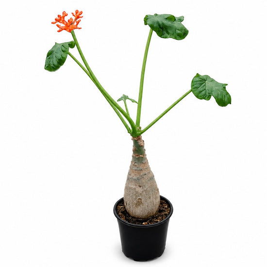 Buddha Belly Plant - 1 Live Plant in a 4 Inch Pot - Jatropha Podagrica - Low Maintenance Indoor Houseplant Elegant Tropical Succulent