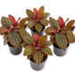 Medinilla Plant - 4 Live Starter Plants - Florist Quality Beautiful Easy Care Indoor Outdoor Chandelier Tree