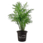 Neanthe Bella Parlor Palm - Live Plants in 4 Inch Pots - Chamaedorea Elegans - Beautiful Clean Air Indoor Houseplant