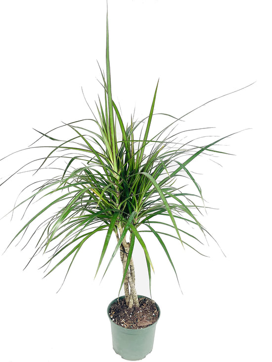 Dracaena Marginata Braid - Live Plant in a 6 Inch Pot - Dracaena Marginata - Stunning Braided Indoor Houseplant