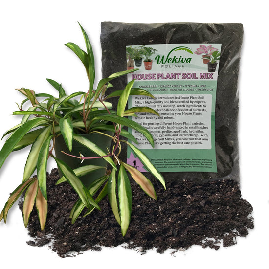 Hoya Wayetti Wax Plant and Soil Mix Combo - Live Plant in a 4 Inch Pot with 1 Quart HousePlant Soil Mix - Hoya Carnosa &