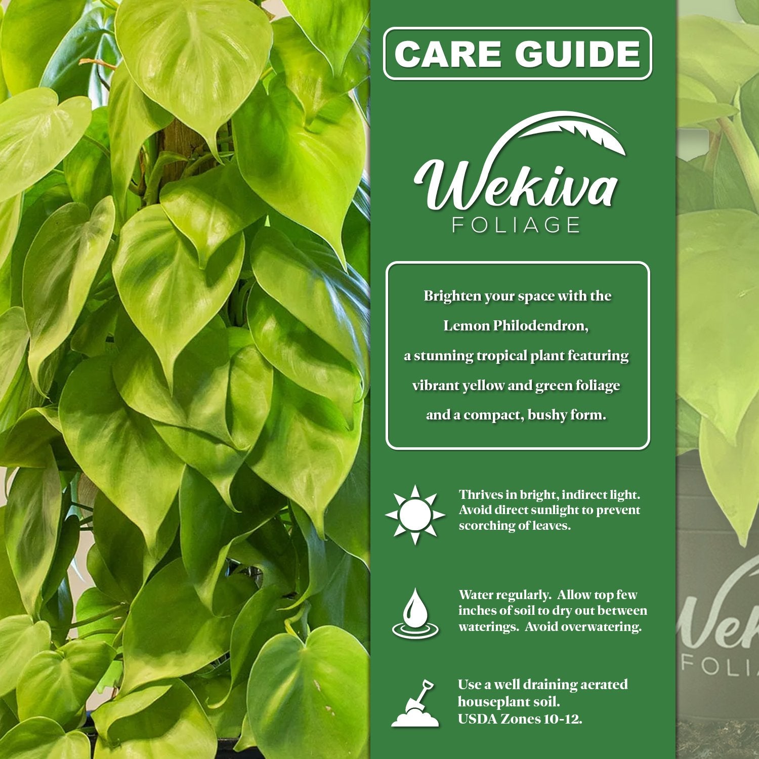 lemon philodendron care Wekiva Foliage Lemon Philodendron and Soil Mix Combo -Live Plant in a 4 in. Pot with 1 Quart Houseplant Soil Mix