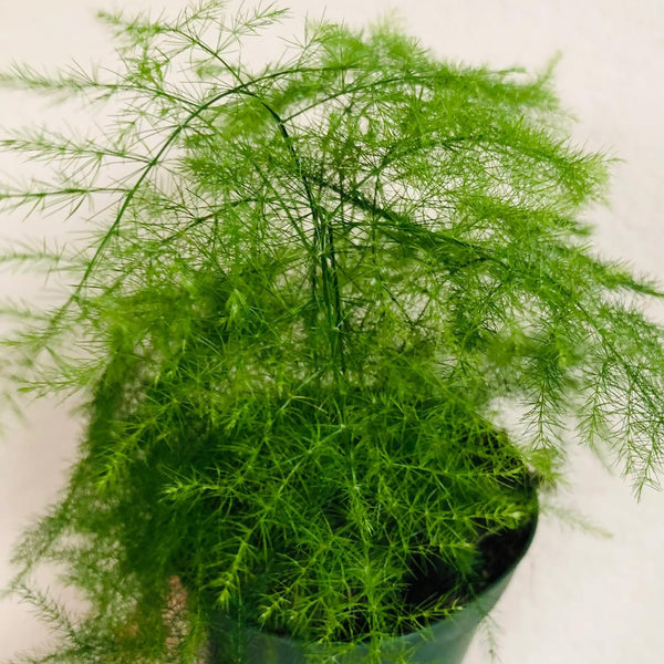 asparagaceae house plants Plumosa Fern - Live Starter Plants in 4 Inch Grower's Pots
