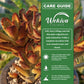 Kalanchoe Teddy - Live Starter Plants - Kalanchoe Tomentosa &