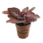 Purple Rain Episcia - Live Starter Plants - Episcia Cupreata