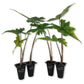 Alocasia Jacklyn - Live Starter Plants in 2 Inch Grower&