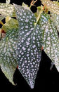 White Ice Begonia - 1 Live Plant in a 4 Inch Pot - Begonia x Semperflorens - Extremely Rare Indoor Houseplant
