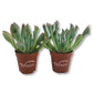 Echeveria Pink Trumpet - Live Starter Plants in 2 Inch Growers Pots- Rare and Colorful Compact Easy Care Succulent