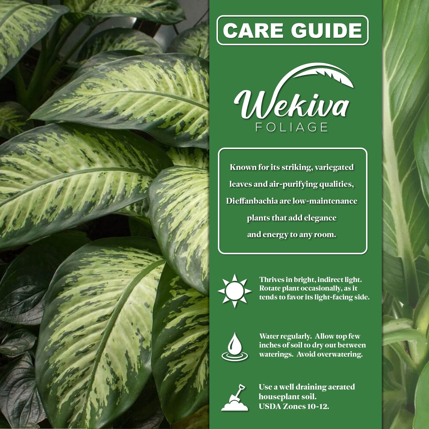 dieffenbachia cougar Wekiva Foliage Dieffenbachia Cougar-Leopard Lily-Live Plant in a 4 Inch Growers Pot-Rare Indoor Houseplant