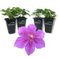 Clematis Adam&