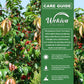 Jamaican Cherry Tree - Strawberry Tree - 1 Live Starter Plant - Muntingia Calabura - Edible Fruit Bearing Tree for The Patio and Garden