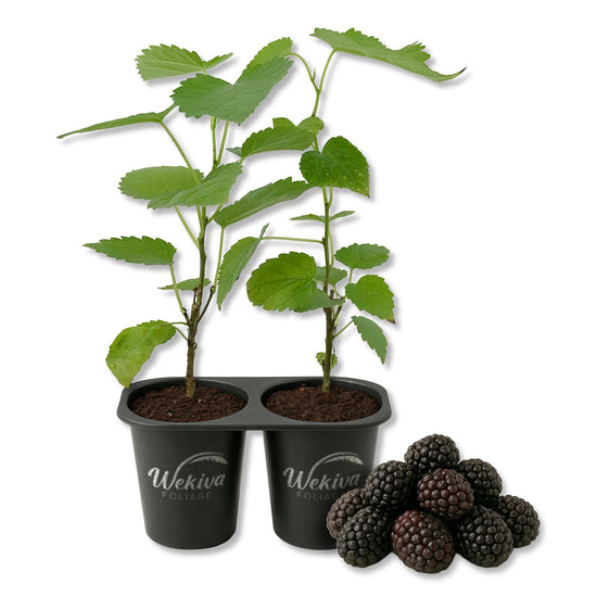 Everbearing Mulberry Tree - 2 Live Starter Plants - Edible Fruit Tree for The Patio and Garden