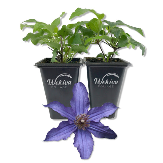 Clematis Sapphire Indigo - Live Starter Plants in 2 Inch Growers Pots - Starter Plants Ready for The Garden - Rare Clematis for Collectors
