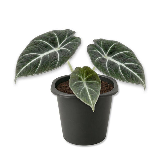 Alocasia Black Velvet - Live Starter Plants - Alocasia Reginula - Thick Textured Silver Veined Decorative Foliage Houseplant