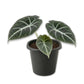Alocasia Black Velvet - Live Starter Plants - Alocasia Reginula - Thick Textured Silver Veined Decorative Foliage Houseplant