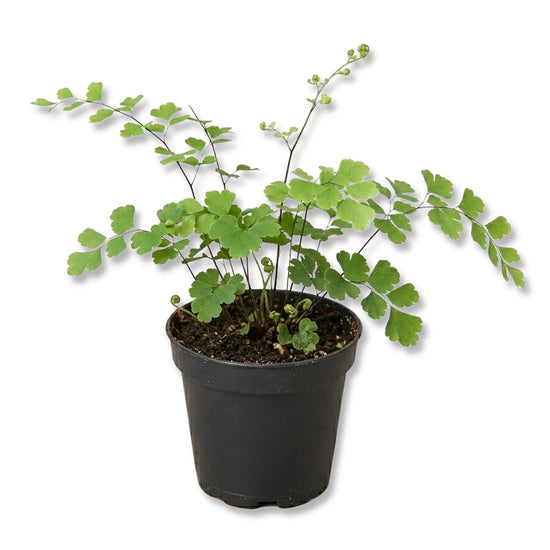 Brittle Maidenhair Fern - Live Starter Plants - Adiantum Tenerum - Compact Delicate Textured Ornamental Foliage Houseplant