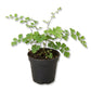 Brittle Maidenhair Fern - Live Starter Plants - Adiantum Tenerum - Compact Delicate Textured Ornamental Foliage Houseplant