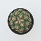 Variegated Beehive Cactus - 1 Live Plant in a 4 Inch Pot - Coryphantha - Extremely Rare Indoor Houseplant