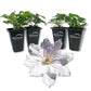 Clematis Hyde Hall - Live Starter Plants in 2 Inch Growers Pots - Starter Plants Ready for The Garden - Rare Clematis for Collectors