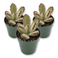 Kalanchoe Teddy - Live Starter Plants - Kalanchoe Tomentosa &