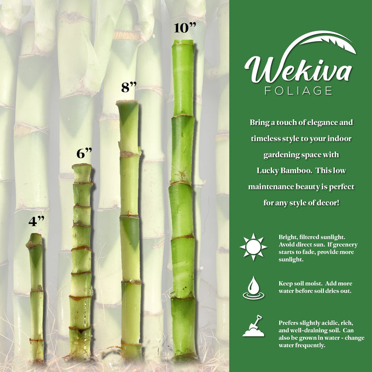 lucky bamboo 8 stalks meaning Lucky Indoor Bamboo for Abundance and Prosperity - 8 Live Stalks