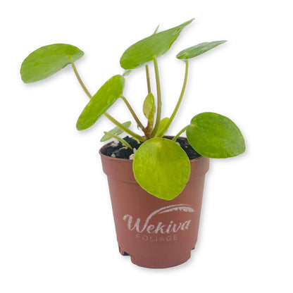 Chinese Money Plant - Live Starter Plants - Pilea Peperomioides - Rare and Elegant Indoor Houseplant