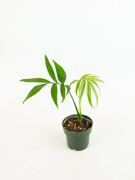 Split Leaf Monstera - Live Starter Plants - Monstera Subpinnata - Bold Vining Textured Houseplant