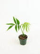 Split Leaf Monstera - Live Starter Plants - Monstera Subpinnata - Bold Vining Textured Houseplant