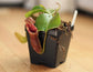 Red Carnivorous Pitcher Plant - Live Starter Plants - Nepenthes Lowii Ventricosa - Beautiful Bright Color